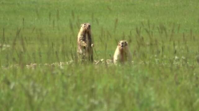 Tarbagan or Mongolian marmot lies on a stone
