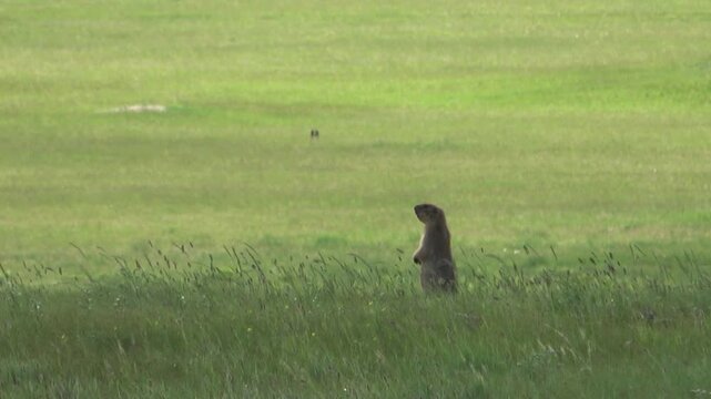 Tarbagan or Mongolian marmot running on green grass