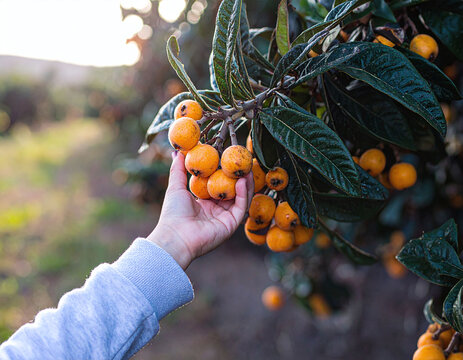 A hand picks fresh loquats from a tree in a goldenhour orchard. This image represents organic farming and natural abundance, perfect for food, wellness, and agricultural projects.