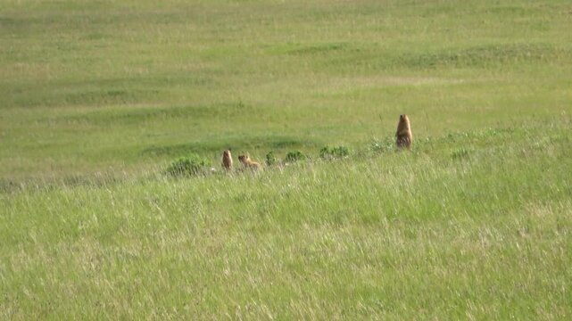Tarbagan or Mongolian marmot running on green grass