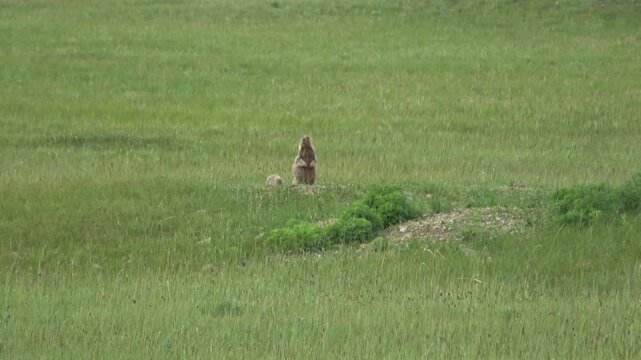 Tarbagan or Mongolian marmot running on green grass