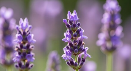 Obraz premium Close-up of vibrant purple lavender flowers blooming in a field, showcasing delicate petals and a soft focus background, ideal for aromatherapy, nature, or wellness themes