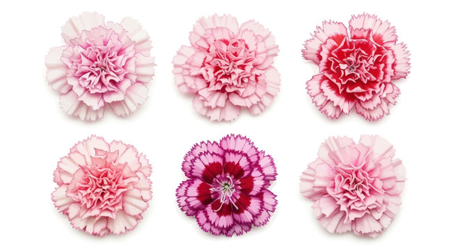 Set of Six Pink and Purple Carnation Flowers Isolated on White Background - Different Varieties of Dianthus for Floral Design and Mother's Day