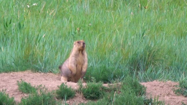 Tarbagan or Mongolian marmot lies on a stone