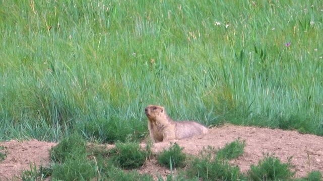 Tarbagan or Mongolian marmot lies on a stone