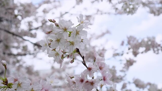 Close-up of pink sakura cherry blossoms in full bloom over Meguro River, Tokyo. Scenic spring landscape with soft petals and a calm river atmosphere in Japan.