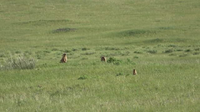 Tarbagan or Mongolian marmot running on green grass