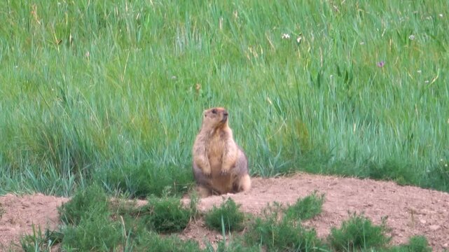Tarbagan or Mongolian marmot lies on a stone