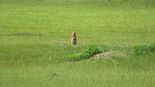 Tarbagan or Mongolian marmot running on green grass