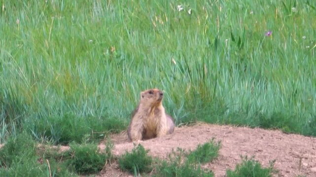 Tarbagan or Mongolian marmot lies on a stone