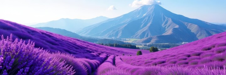 Naklejka premium Rolling lavender hills, towering mountain range in distance, nature, plant, view