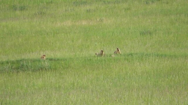 Tarbagan or Mongolian marmot running on green grass