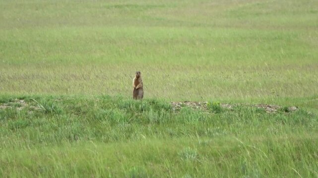 Tarbagan or Mongolian marmot running on green grass