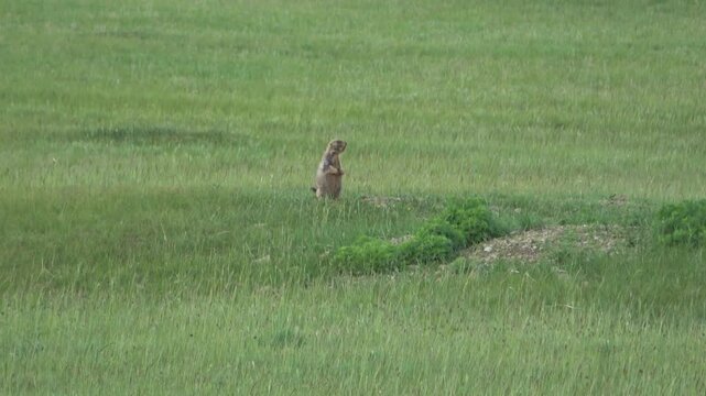 Tarbagan or Mongolian marmot running on green grass