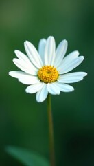 Fototapeta premium Single white daisy, delicate petals, vibrant yellow center , fresh, flower