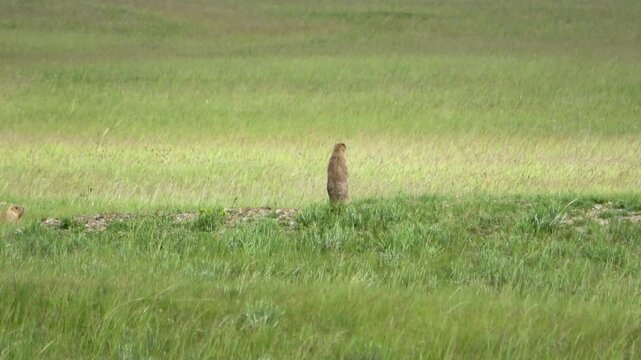 Tarbagan or Mongolian marmot running on green grass