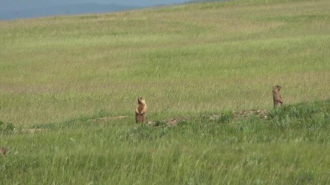 Tarbagan or Mongolian marmot running on green grass