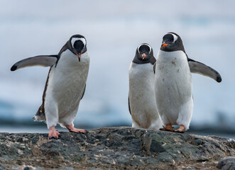 Obraz premium Gentoo Penguins and thier chicks at Mikkelsen D’Hainaut Island,