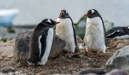 Fototapeta premium Gentoo Penguins and thier chicks at Mikkelsen D’Hainaut Island,