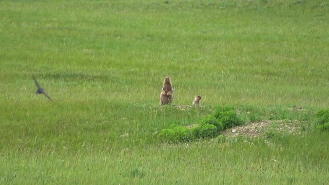 Tarbagan or Mongolian marmot running on green grass
