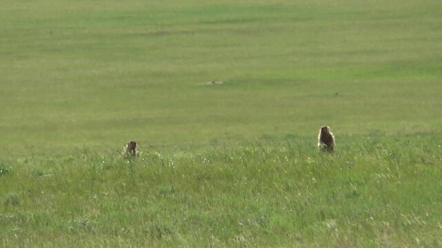 Tarbagan or Mongolian marmot running on green grass