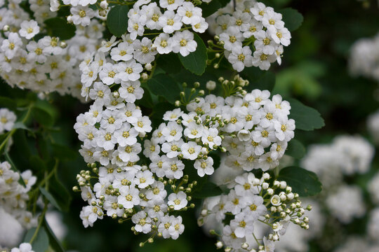 White flowers of spirea close-up. Flowering bush of meadowsweet.