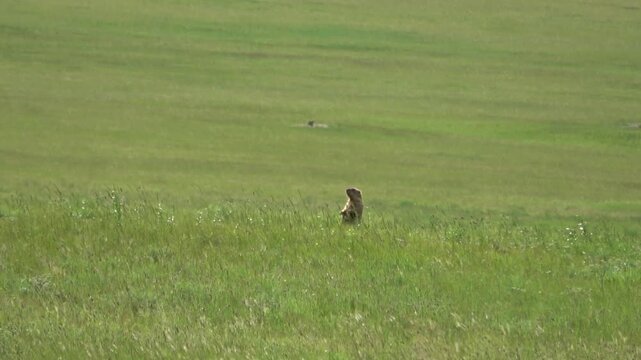 Tarbagan or Mongolian marmot running on green grass