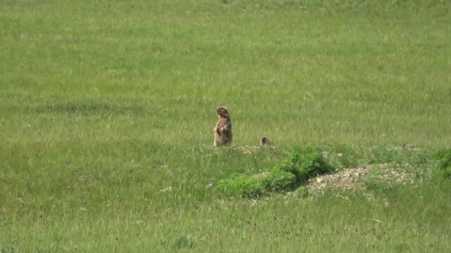 Tarbagan or Mongolian marmot running on green grass