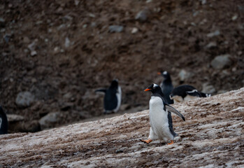 Fototapeta premium Gentoo Penguins and thier chicks at Mikkelsen D’Hainaut Island,