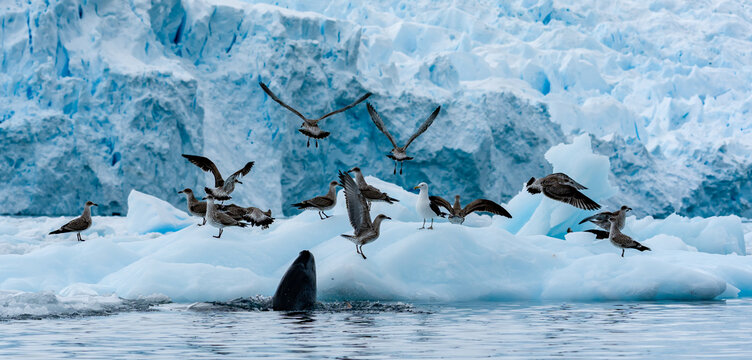 Zodiac Cruise aorund Cierva Cove with lots of penguins and seals, Antartica