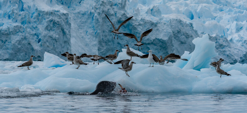 Zodiac Cruise aorund Cierva Cove with lots of penguins and seals, Antartica