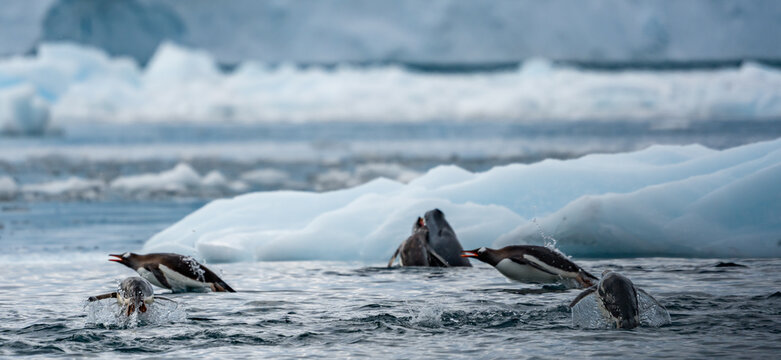 Zodiac Cruise aorund Cierva Cove with lots of penguins and seals, Antartica