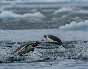 Fototapeta premium Zodiac Cruise aorund Cierva Cove with lots of penguins and seals, Antartica