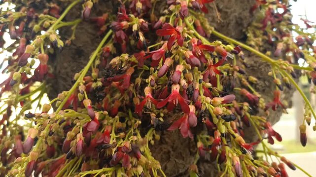 Clusters of bilimbi flowers swaying in the wind, displaying bright red hues.