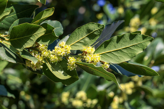 flowers on the branch of the bay tree