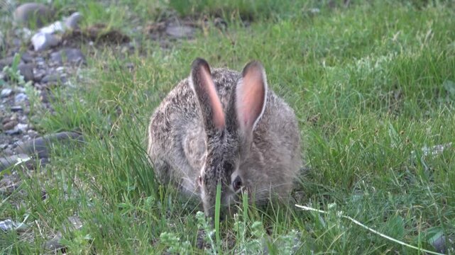 Tolai hare is sitting among the green grass