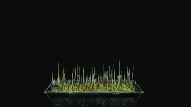 Time lapse of germinating microgreens rye seeds