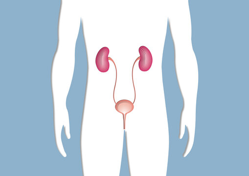 Male urinary system, conceptual illustration