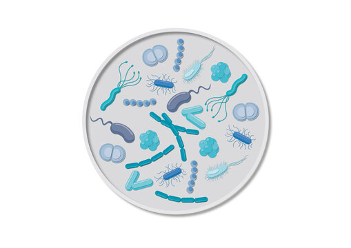 Bacteria in a petri dish, conceptual illustration