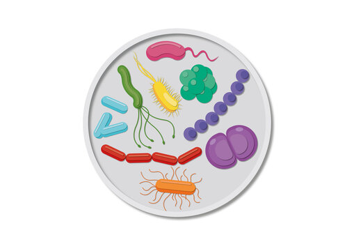 Bacteria in a petri dish, conceptual illustration