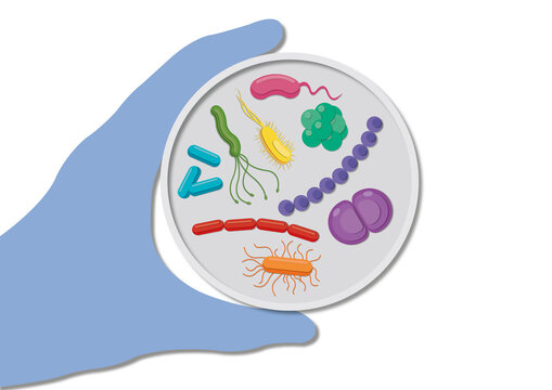 Bacteria in a petri dish, conceptual illustration