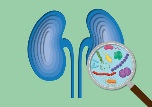 Bacteria within kidney, conceptual illustration