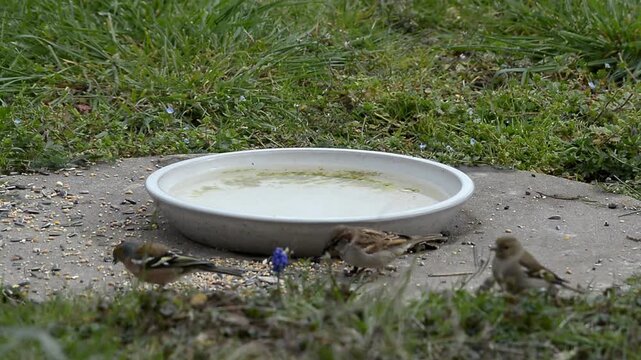 oiseau autour de l'abreuvoir