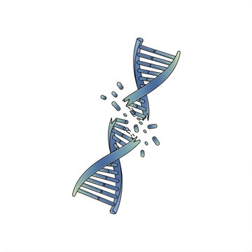 Broken DNA Strand
