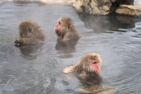 View of macaques enjoying the warmth of a geothermal hot spring, their red faces contrasting with the misty water, in Yamanochi, Nagano, Japan.