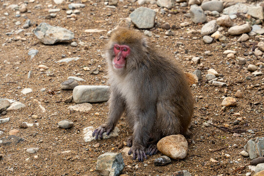 View of a Japanese macaque with striking red face sits amidst the rugged terrain of stones and earth in Yamanochi, Nagano, Japan.