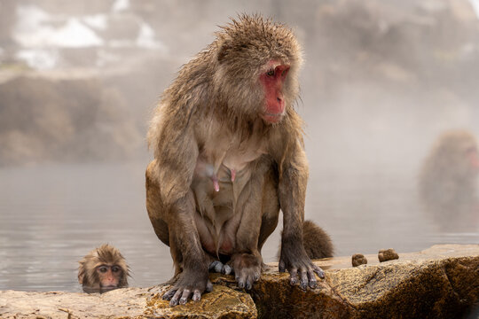 View of a snow monkey perched on a warm rock, its fur glistening against the backdrop of steamy hot springs, Yamanochi, Nagano, Japan.