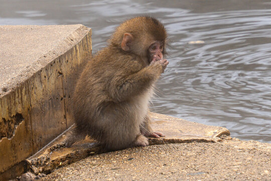 View of a baby macaque sitting near a hot spring with its hand near its mouth, captured on a winter day in Yamanochi, Nagano, Japan.