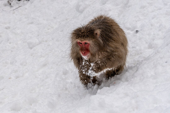 View of a snow monkey with striking red face trudges through thick, pristine snow, a solitary figure against the stark white landscape, Yamanochi, Nagano, Japan.