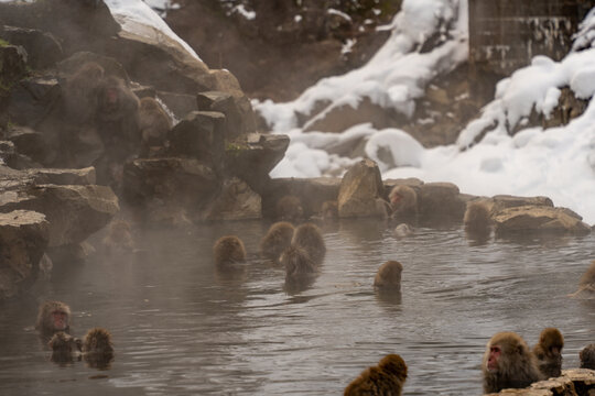 View of snow monkeys soaking in the steamy onsen waters, surrounded by snow-covered rocks in a serene winter landscape, Yamanochi, Nagano, Japan.